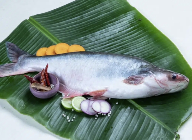 Pangash Fish